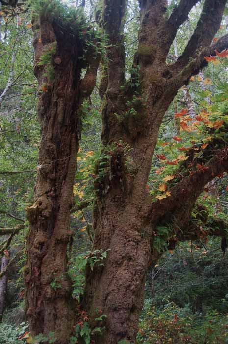 old moldy tree